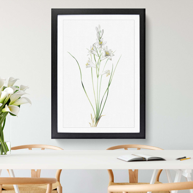 Paradise Lily by Pierre-Joseph Redoute - Picture Frame Painting Print, Black Framed, 65cm H x 48cm W x 2cm D