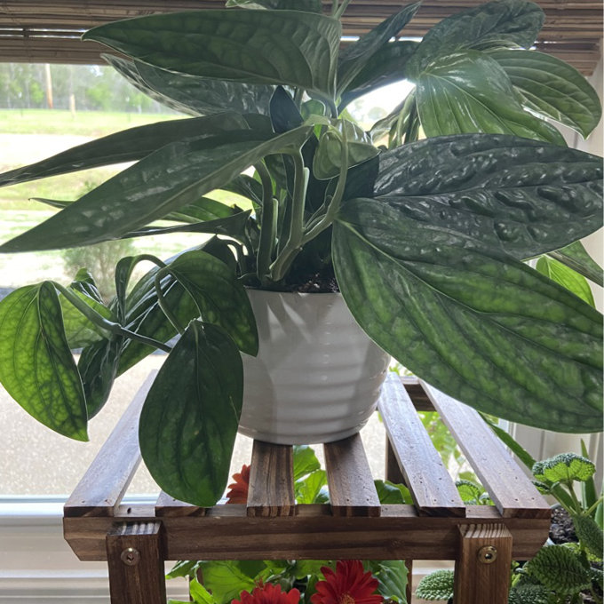 Costa Farms Monstera Peru Green Galaxy House Plant in 5-inch Self-Watering  Pot & Reviews | AllModern