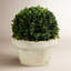 Boxwood Topiary in Ceramic Pot-1650479081
