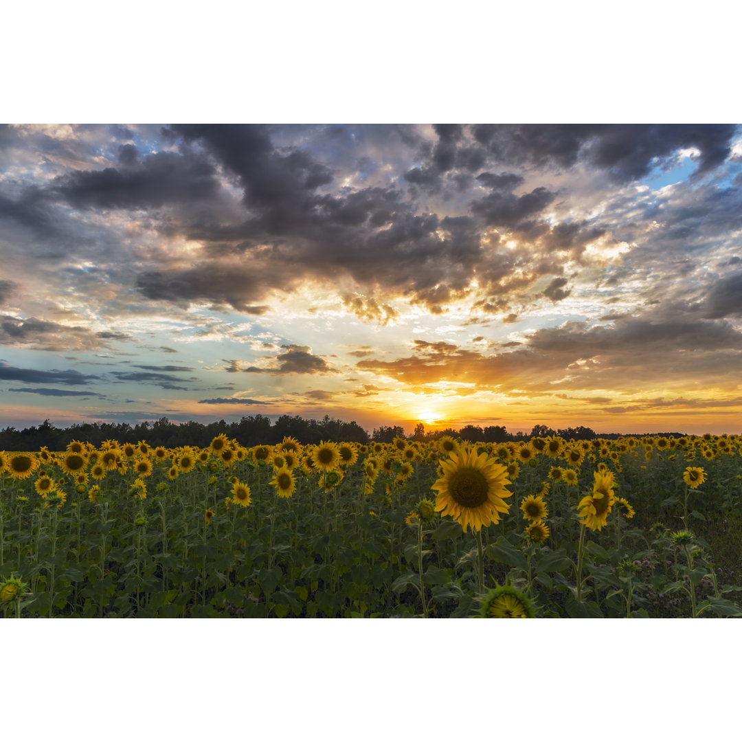 Field of Sunflowers Sunset Clouds
