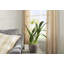 Conservatory Agapanthus Drop in Plant-759948059