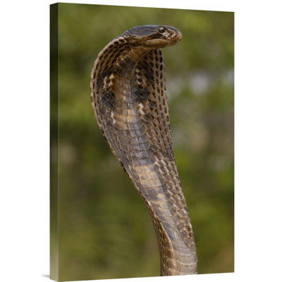 " Spectacled Cobra With Hood Flared "
