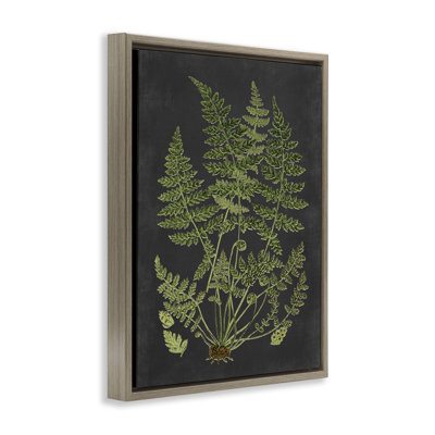 Scientific Botanical Fern Drawing