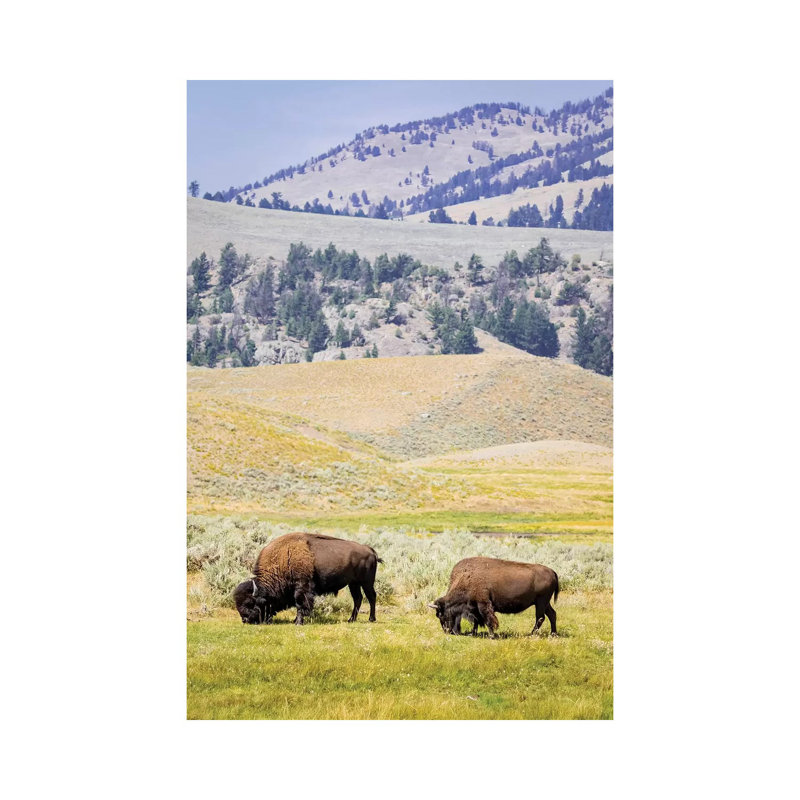 USA, Wyoming, Yellowstone National Park Two Buffalos In Grassy Field by Jaynes Gallery - Wrapped Canvas Painting