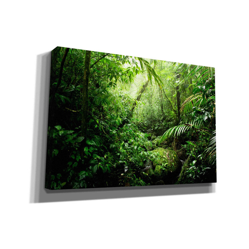 «Warm Glow Rainforest Creek» par Nicklas Gustafsson, art mural sur toile, 26 po x 18 po, H 18 po x l 26 po x P 0,75 po