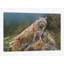 «Bobcat Mother and Kittens, North America», impression sur toile-30308568