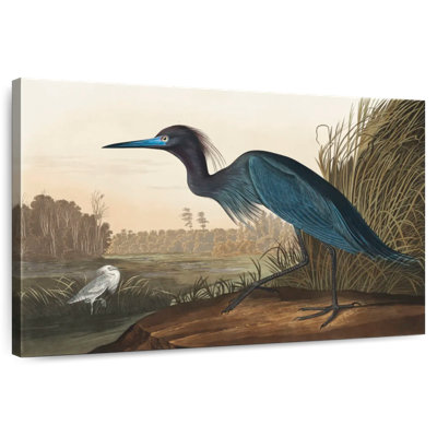 Grue bleue Bramon ou héron