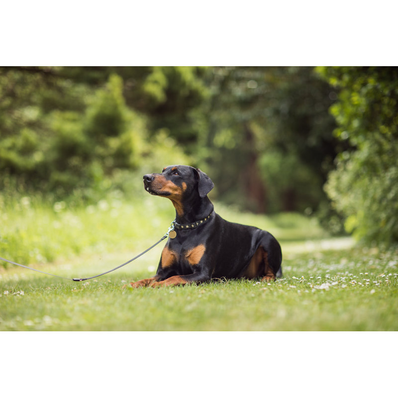 Doberman Dog by RistoArnaudov - Wrapped Canvas Print, 30cm H x 46cm W