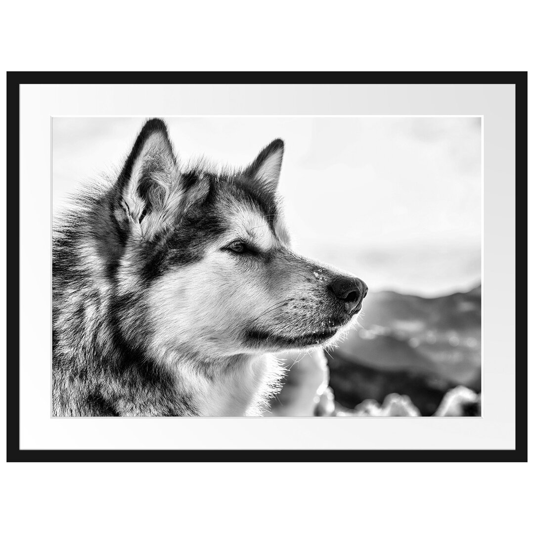 Gerahmtes Poster Süßer Husky im Schnee