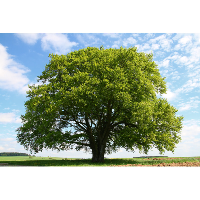 Old Beech Tree by Knaupe - Wrapped Canvas Print, 81cm H x 122cm W x 3.8cm D