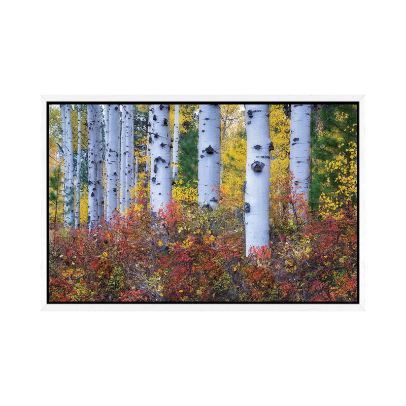 Aspen Colour by Dennis Frates - Print on Canvas, White Framed, 101.6cm H x 152.4cm W x 3.81cm D
