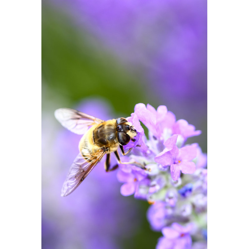 Lave Bee - Wrapped Canvas Print, 46cm H x 30cm W 3.8cm D