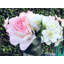 Silk Mixed Arrangement-30611193