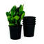 Pot rond 6,3 "- pots de jardin en plastique avec drainage