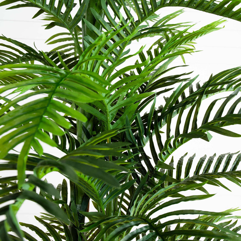 120 plantes Robellini