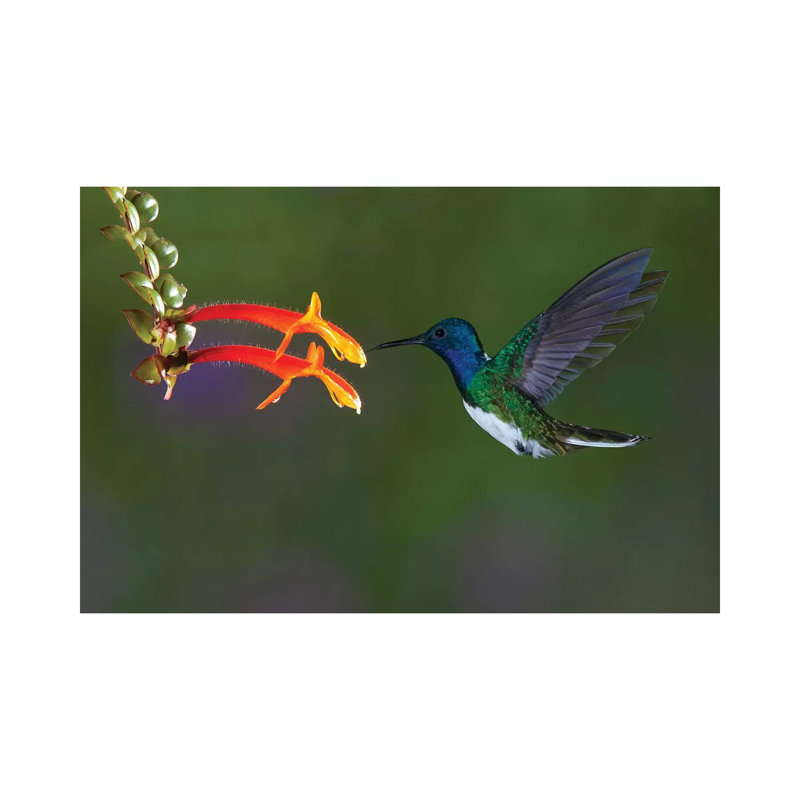 Costa Rica. White-necked Jacobin Hummingbird. by Jaynes Gallery - Wrapped Canvas Print, 20.32 cm H x 30.48 cm W