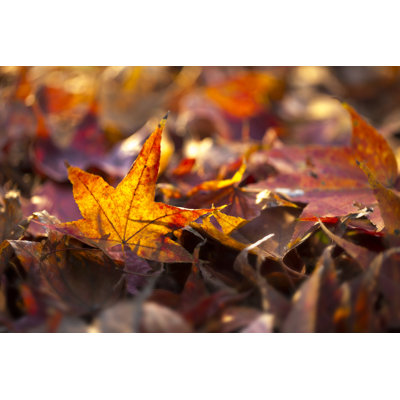 Autumn Maple Leaves by Bernie_Photo