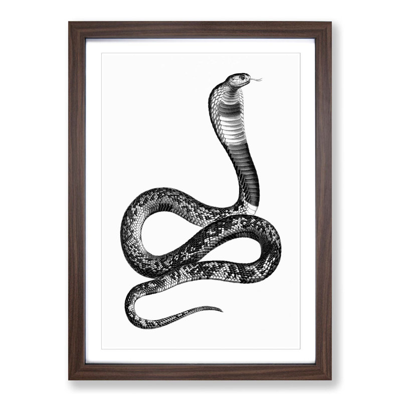 Viper Snake Illustration - Picture Frame Graphic Art Print, 91cm H x 60cm W x 2cm D, Walnut