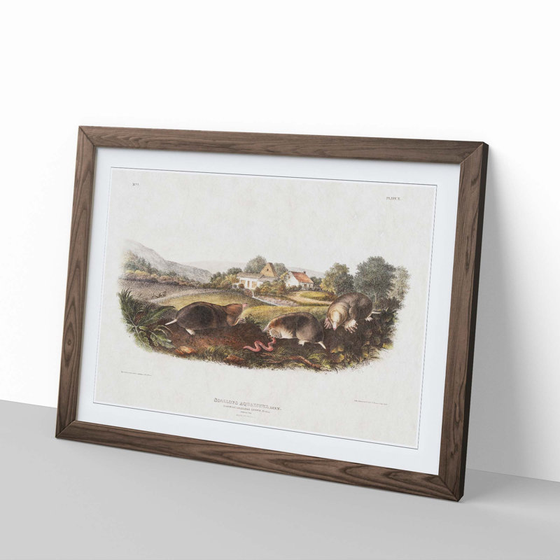 American Shrew Moles by J.W. Audubon - Single Picture Frame Painting, 33cm H x 45cm W x 2cm D, Walnut Framed