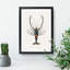 Crimson Crawfish Illustration by Charles D Orbigny - Framed Print-55490532-55490537
