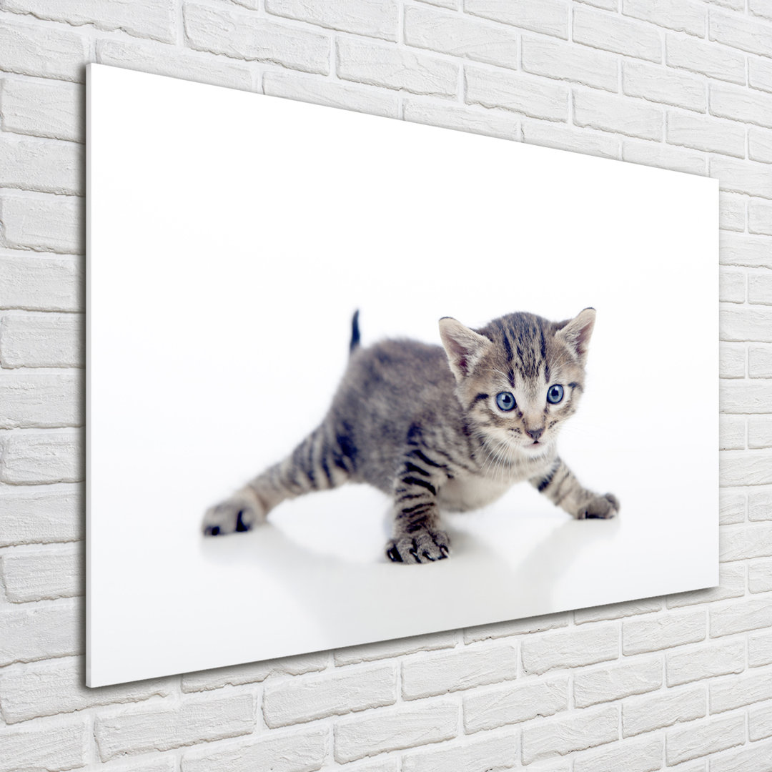 Glasbild Kleine Katze