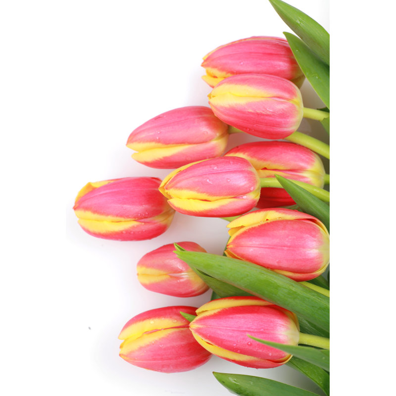 Tulip Easter - Wrapped Canvas Print, 46cm H x 30cm W