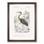 Heron by Charles D'Orbigny - Picture Frame Painting Print-55602240-55602243