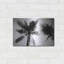 «Palm Tree Look Up II» par Debra Van Swearingen-1441547900