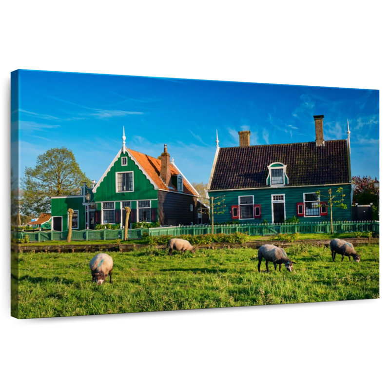 Lilie Zaanse Schans Sheep, H 8 po x l 12 po