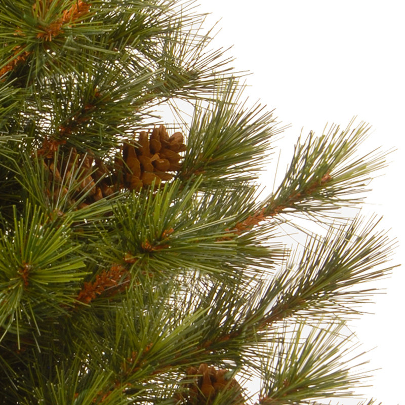 3 ft. Bristle Cone Pine Tree