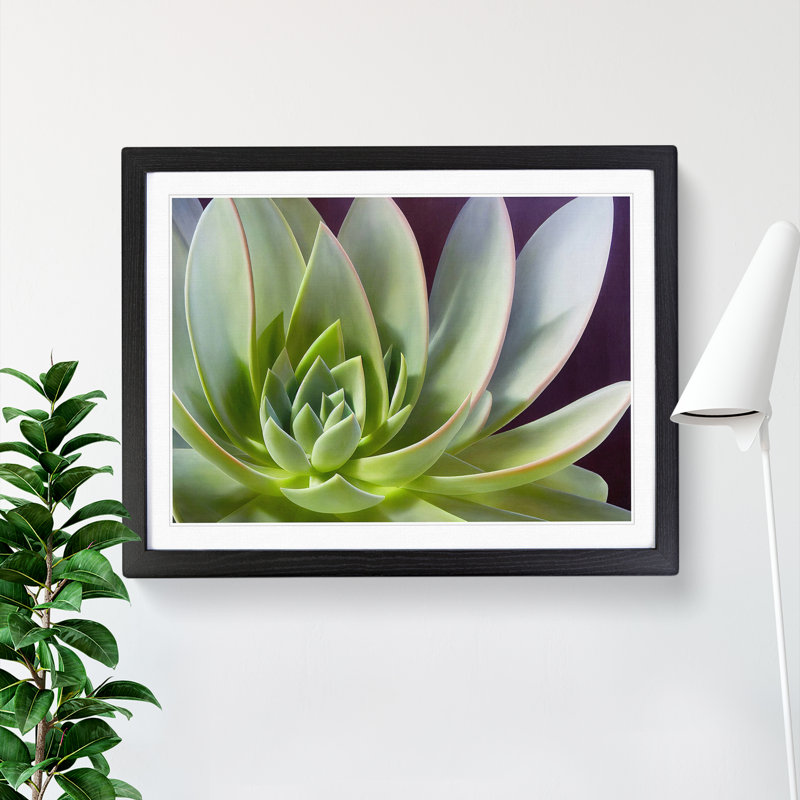 Interesting Succulent Plant - Framed Print, Black, 46cm H x 64cm W x 2cm D