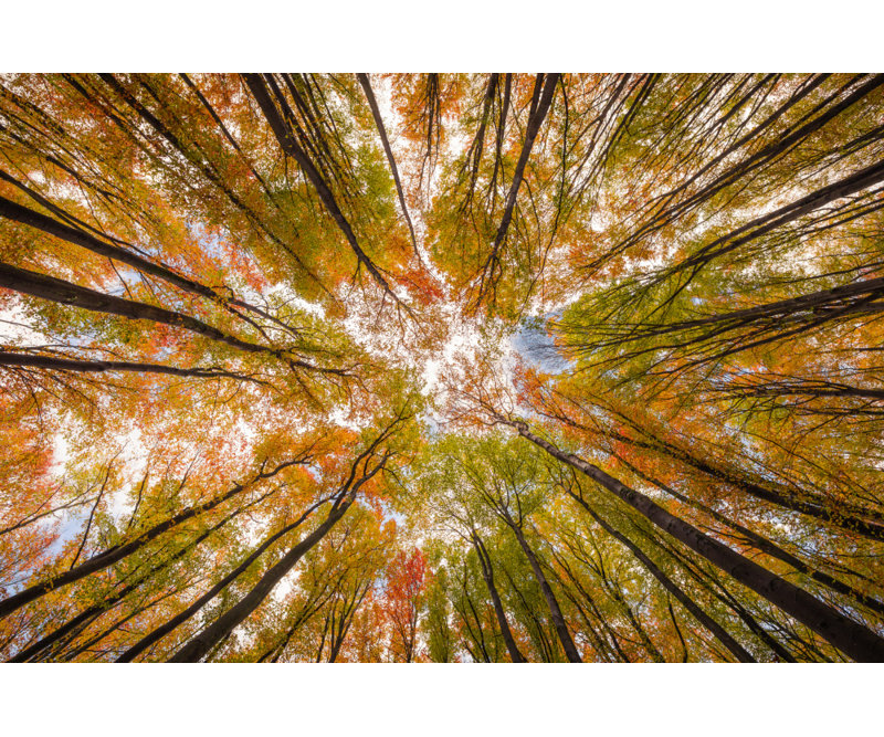 Wrapped Canvas Print, 60.96 cm H x 91.44 cm W