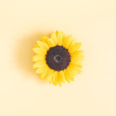 Tournesol