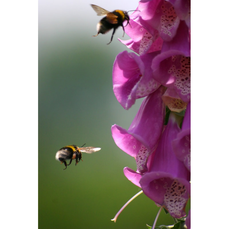 Aviya Bees - Wrapped Canvas Print, 122cm H x 81cm W x 3.8cm D