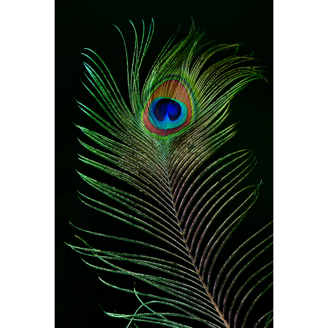 Leinwandbild Peacock Feather von Ithinksky