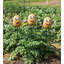Weather Resistant Metal Plants & Flowers Garden Stake