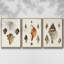 Sowerby Shells IV, ensemble de 3 toiles encadrées sur toile-97710835-97710830