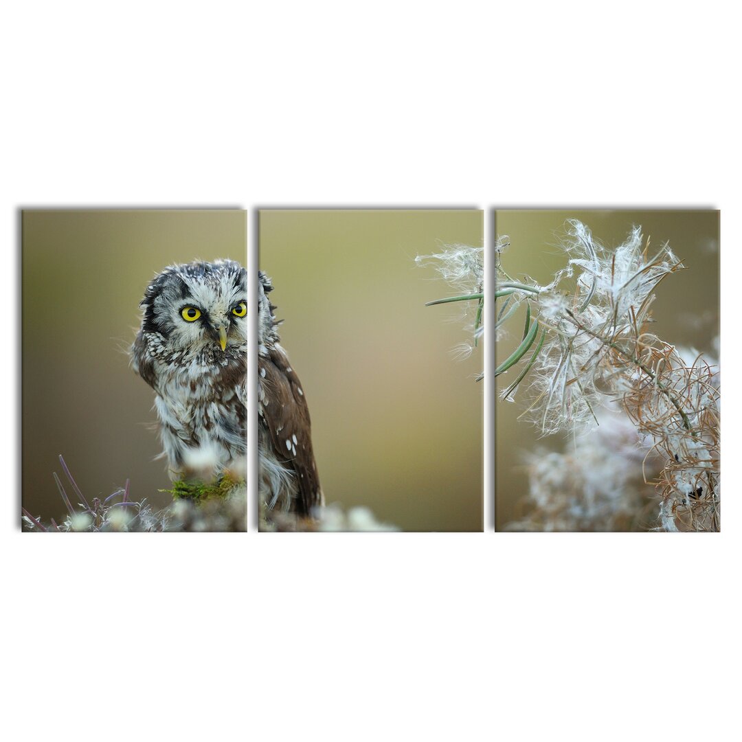 3-tlg. Leinwandbilder-Set Owl Gazes at Leaf