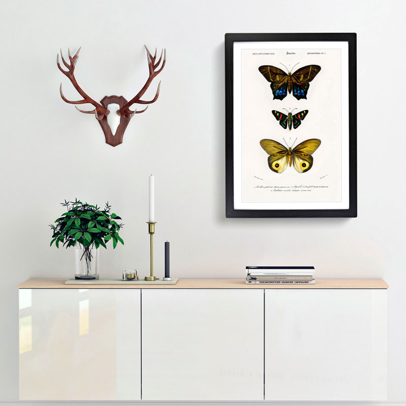 Butterfly Illustrations PL. 7 by Charles d' Orbigny - Picture Frame Graphic Art Print, 65cm H x 48cm W x 2cm D, Black Framed