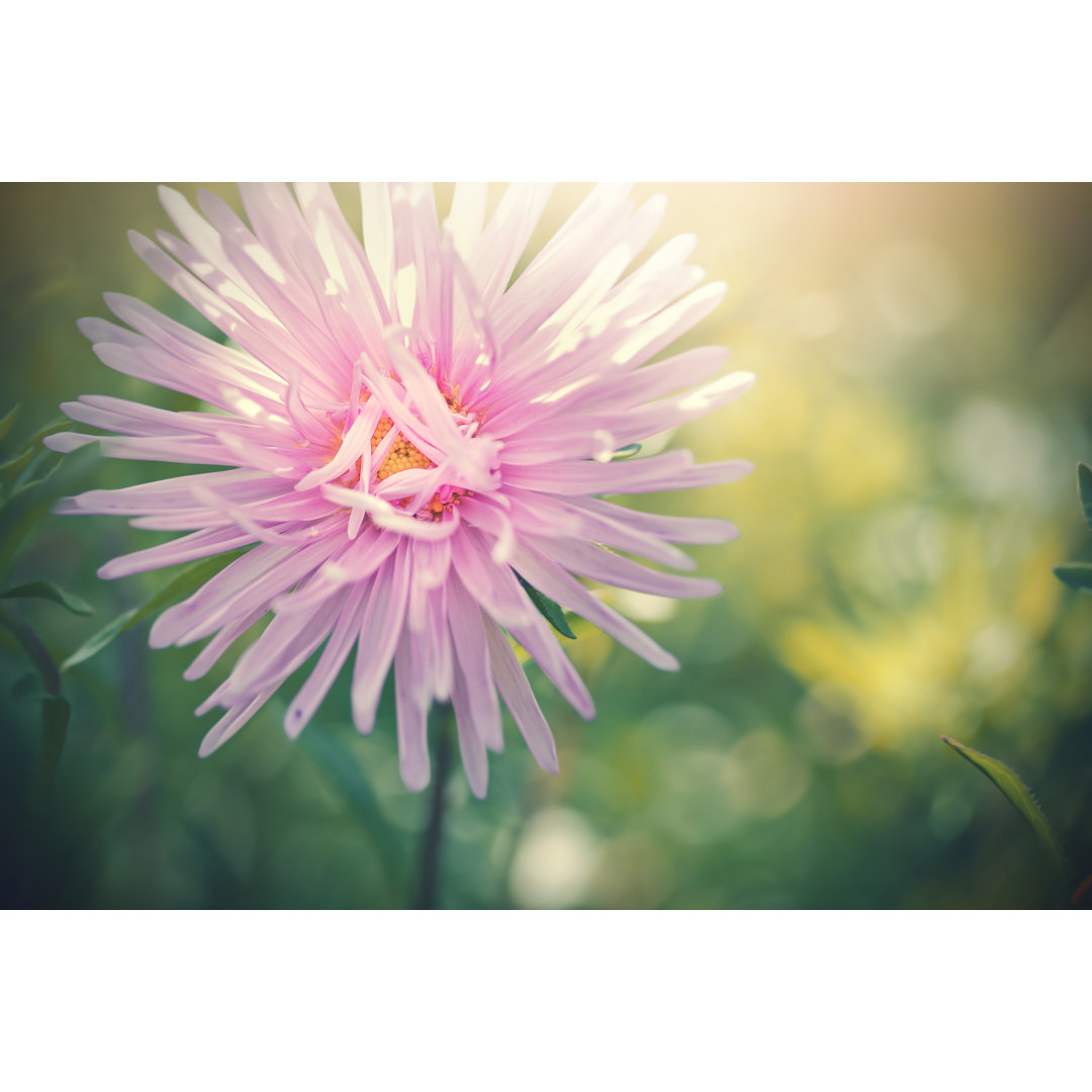 Leinwandbild Aster Flower