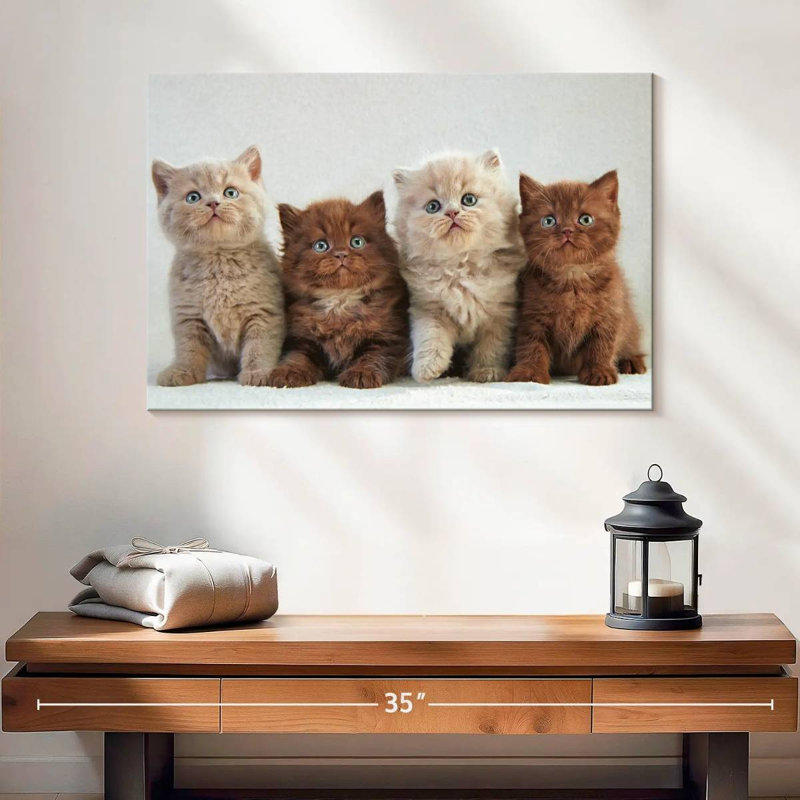 Chats British Shorthair, H 16 po x l 24 po