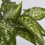 Jet dieffenbachia