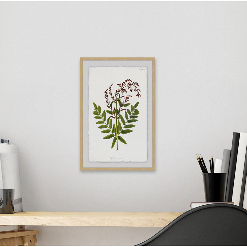 Sympathy Ferns - Single Picture Frame Print, 30 cm H x 20 cm W