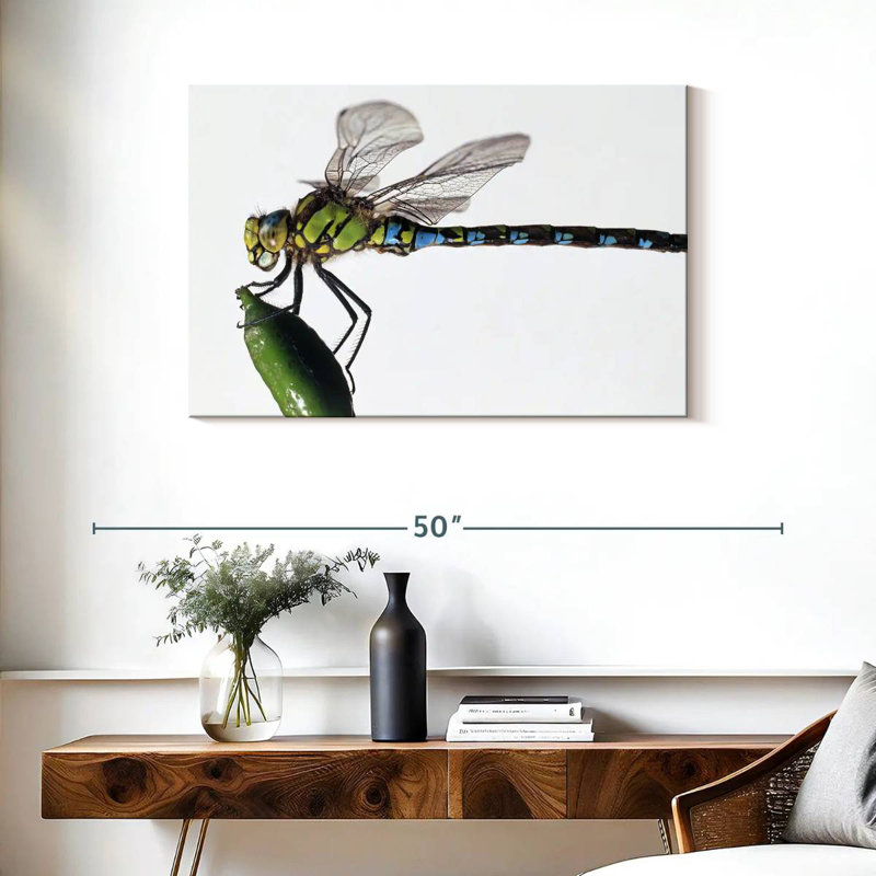 Brampt Green Darner Dragonfly