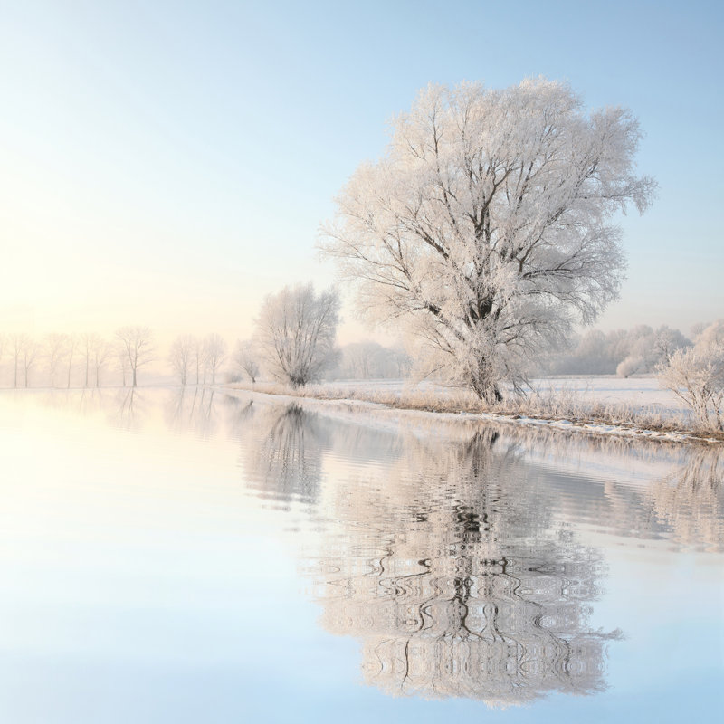 Art mural sur toile Frosted Grove Reflections, H 40 po x l 40 po