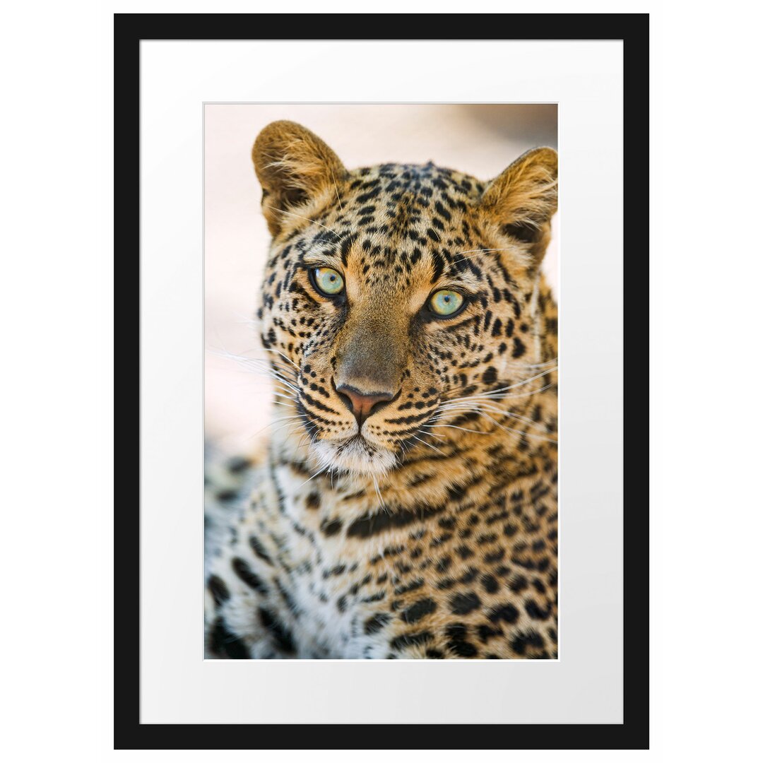 Gerahmtes Poster Schöner Leopard