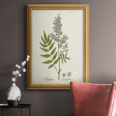 " Antique Herb Botanical III "