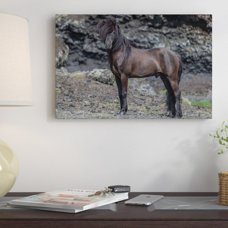 « islandais stallion i », reproduction de photo sur toile tendue, H 18 po x l 26 po x P 1,5 po, Toile tendue, Pas de tapis