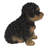 Baby Cavapoo-67579693