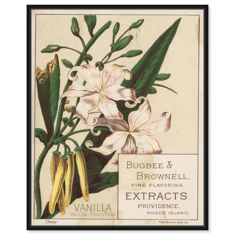 Toile vanille planifolia par Art Remedy, Noir, H 21 po x l 17 po, Cadre flottant